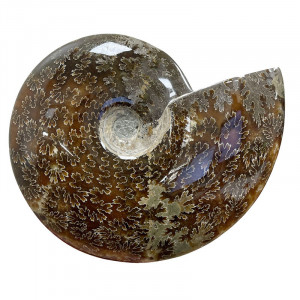Ammonite cleoniceras  - Madagascar - Pièce unique - 202104_05