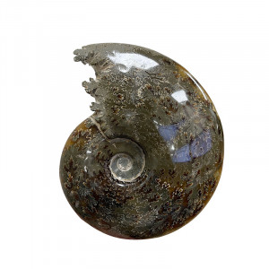 Ammonite fougère bouche - Pièce unique - 202208_06