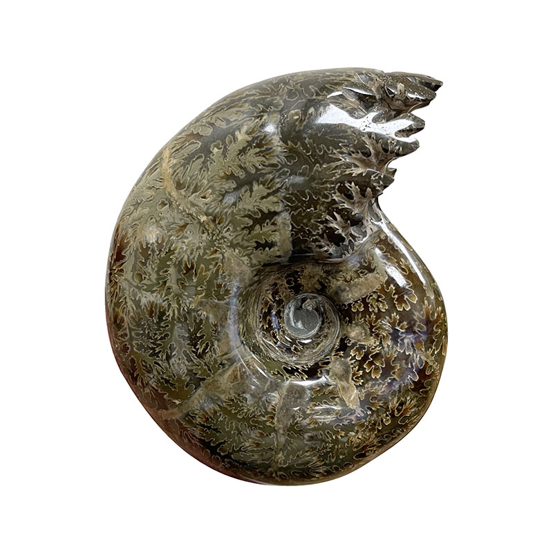 Ammonite fougère bouche - Pièce unique - 202208_08