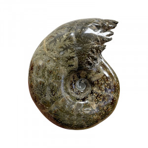 Ammonite fougère bouche - Pièce unique - 202208_08