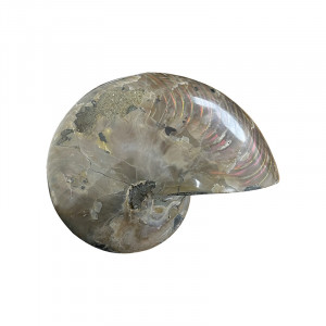 Nautile opalisé - Madagascar - Pièce unique - 202211_01