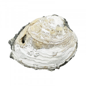 Fossile Clams sur Calcite - Pièce unique - 202304_47