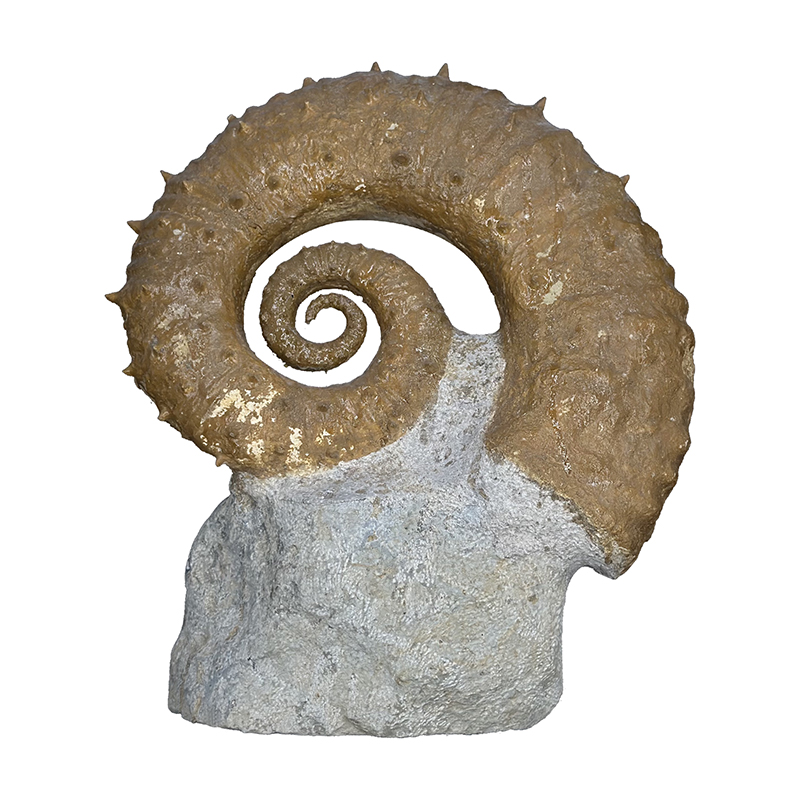 Ammonite déroulée - Pièce unique - 202508_171