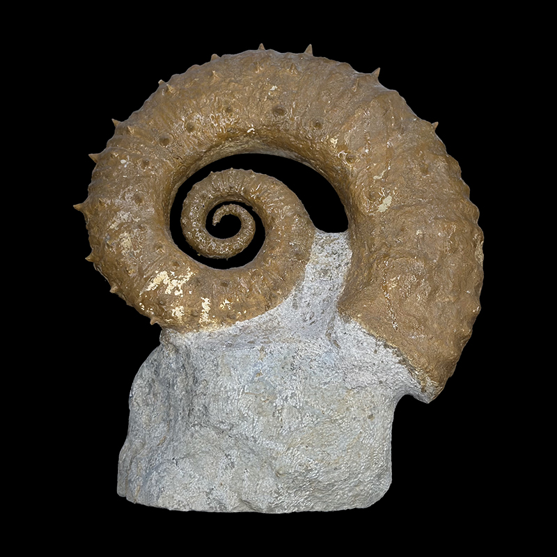 Ammonite déroulée - Pièce unique - 202508_171