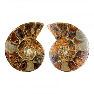 Paire d'Ammonite - Pièce unique - 202508_172