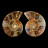Paire d'Ammonite - Pièce unique - 202508_172