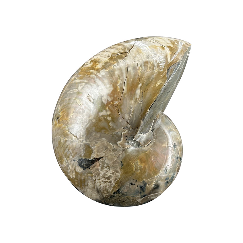 Nautile tout poli - Pièce unique - 202508_227