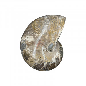 Nautile tout poli - Pièce unique - 202508_228