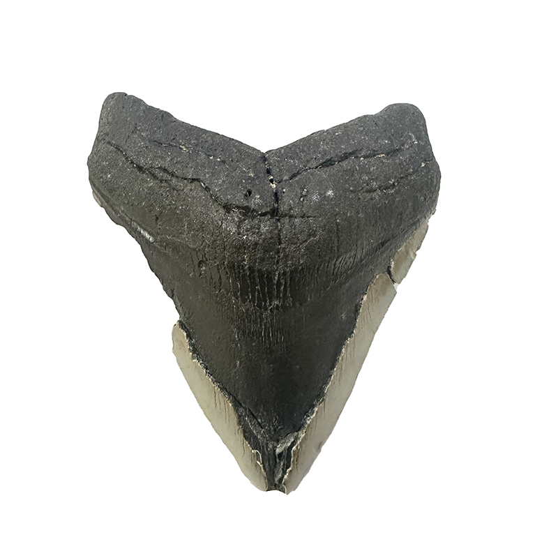 Dent de Megalodon - Piece unique - 202510_197