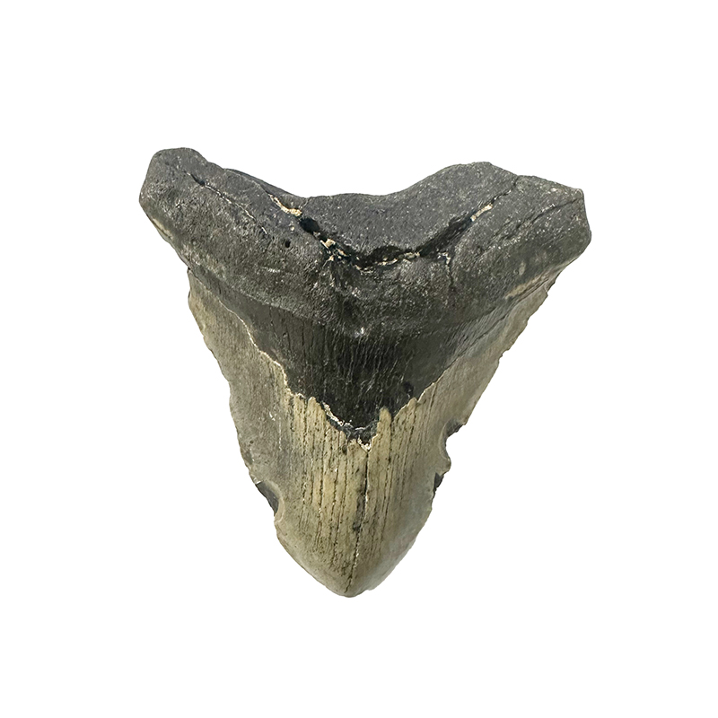 Dent de Megalodon - Piece unique - 202510_198