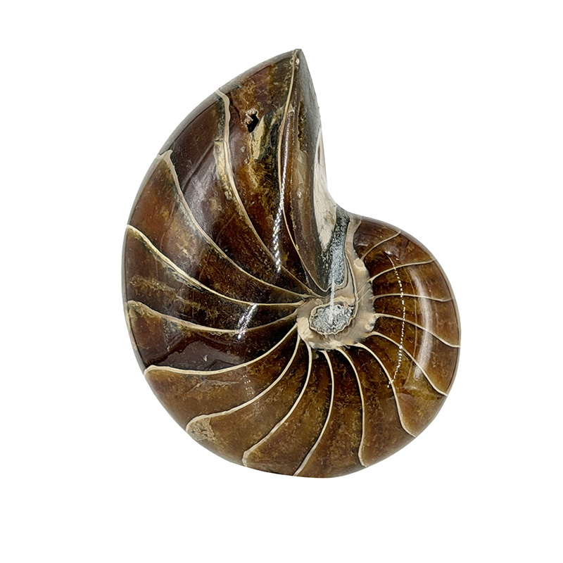 Nautile tout poli  - Pièce unique - 202604_96