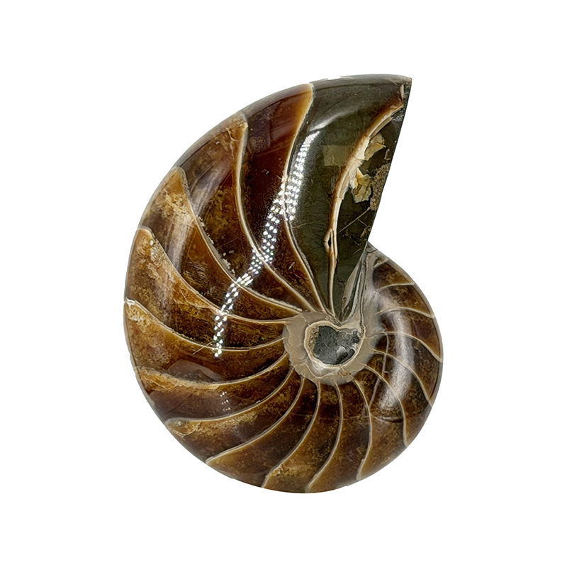 Nautile tout poli  - Pièce unique - 202604_98