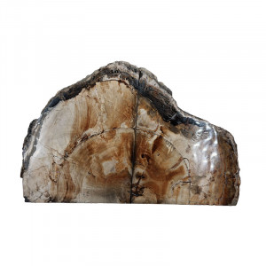 Serre livre bois fossile - Pièce unique - 202608_78