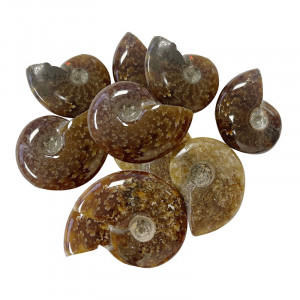 Ammonite « fougère » polie - Madagascar - Le lot de 5 pièces
