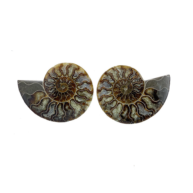 Ammonite sciée et polie la paire (Madagascar)