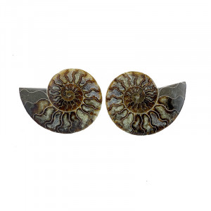 Ammonite sciée et polie la paire (Madagascar)