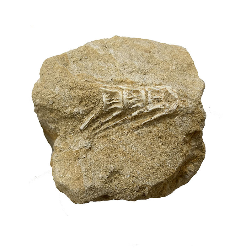 Fossile de poisson - Maroc - la pièce