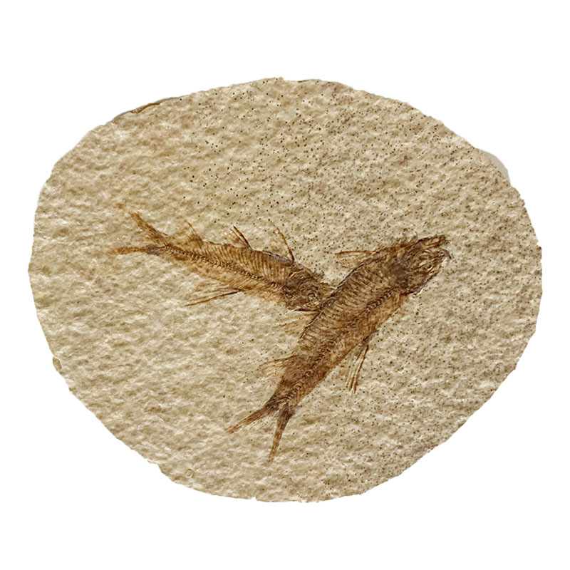 Fossile poisson sur plaque de grès - Wyoming U.S.A - la pièce