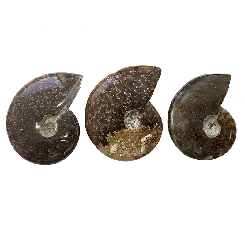 Ammonite «&nbsp;fougère&nbsp;» polie - Madagascar - Le lot de 3 pièces