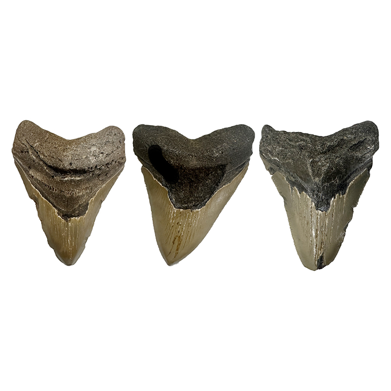 Dents de Megalodon - La pièce