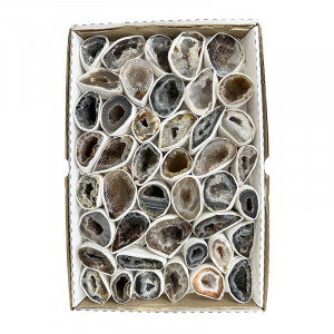 Géodinos Extra extra en Single le carton 22x33cm