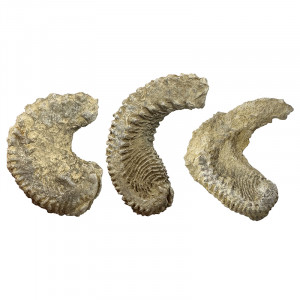 Fossile de bivalve «&nbsp;Rastellum carinatum&nbsp;» - Madagascar - la pièce