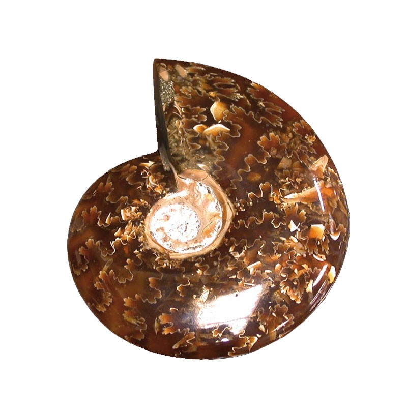 Ammonite «&nbsp;fougère&nbsp;» polie - Madagascar - la pièce