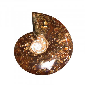 Ammonite « fougère » polie - Madagascar - la pièce