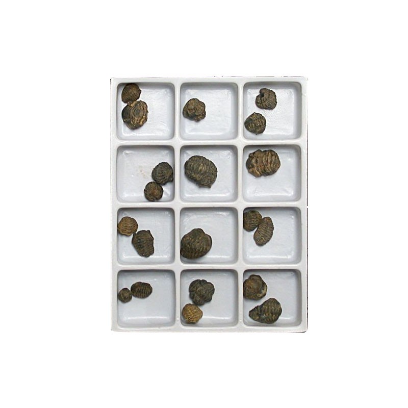 Trilobites Phacops lot de 20 pcs