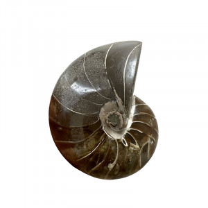 Nautile tout poli - Madagascar - Pièce unique - 202307_18