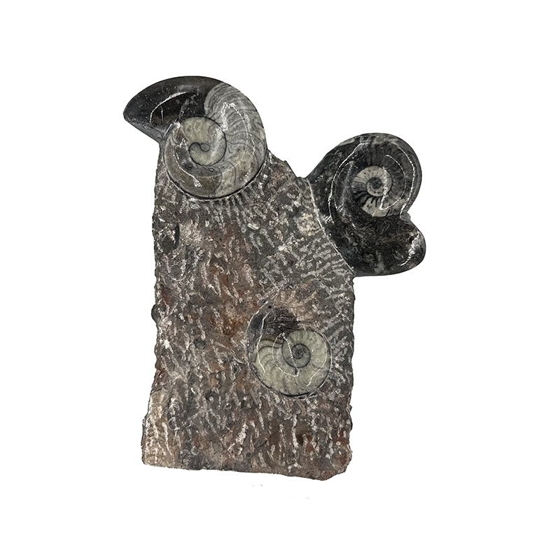 Statuette Goniatite - Pièce unique - 202510_90