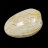 Bivalve clam fossile  Mercenaria