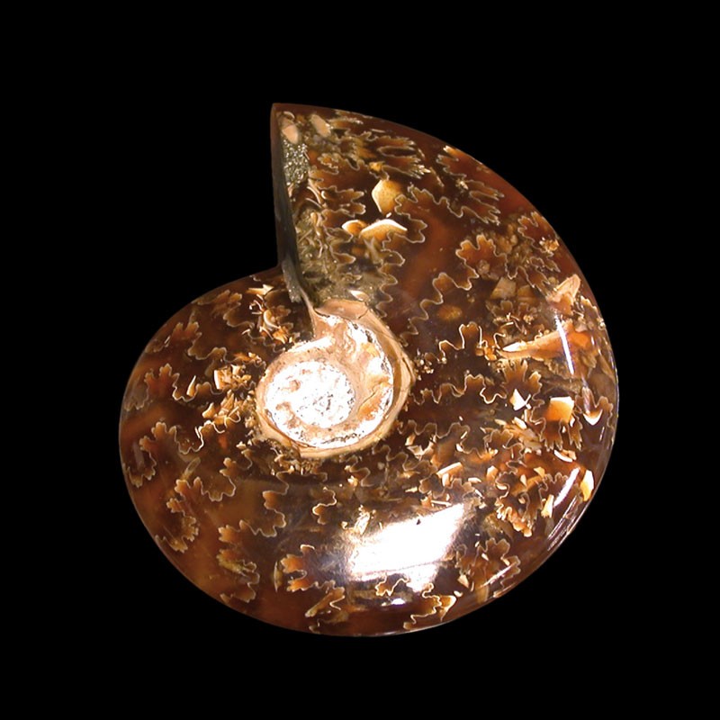 Ammonite «&nbsp;fougère&nbsp;» polie - Madagascar - la pièce