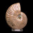 Ammonite blanche nacrée semi-polie - Madagascar - la pièce