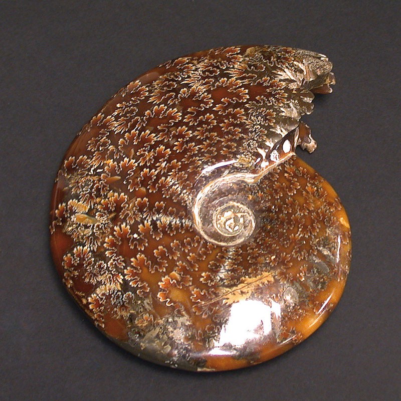 Ammonite «&nbsp;fougère&nbsp;» entière polie - Madagascar - la pièce