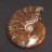 Ammonite «&nbsp;fougère&nbsp;» entière polie - Madagascar - la pièce