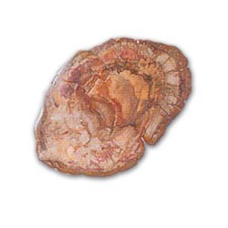 Tranche de bois fossile - La pièce