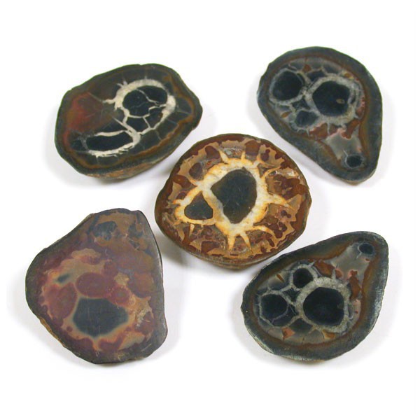 Septaria nodule scié et poli - lot de 10 pièces