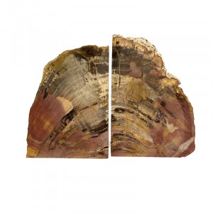 Serre livre bois fossile - Pièce unique - 202511_137
