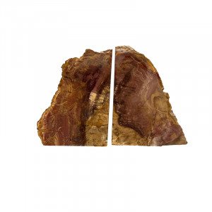 Serre livre bois fossile - Pièce unique - 202511_140