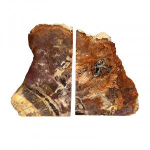 Serre livre bois fossile - Pièce unique - 202511_145