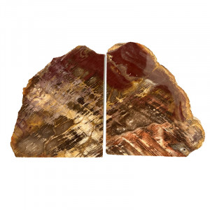 Serre livre bois fossile - Pièce unique - 202511_148