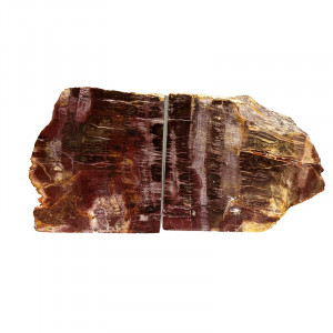 Serre livre bois fossile - Pièce unique - 202511_151