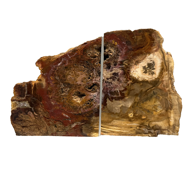 Serre livre bois fossile - Pièce unique - 202511_152