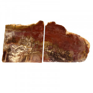 Serre livre bois fossile - Pièce unique - 202511_153