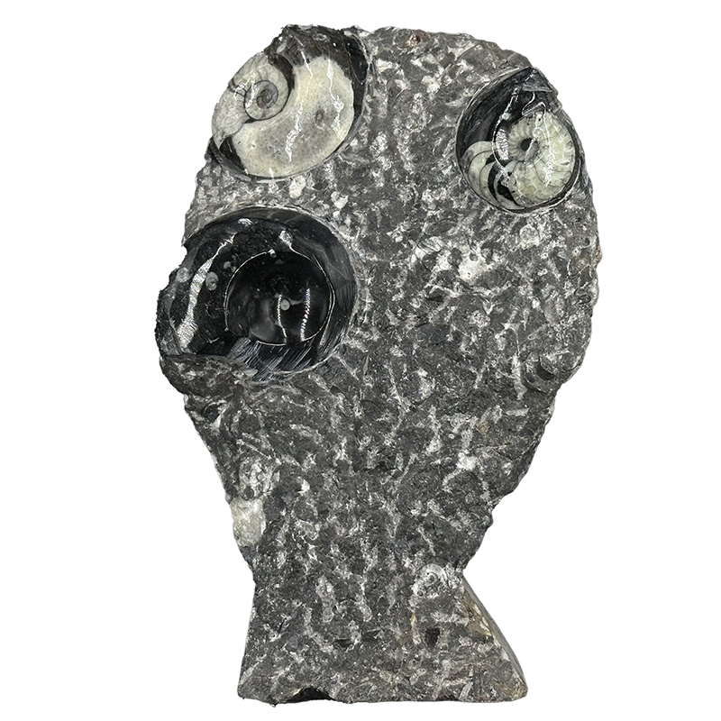Statuette Goniatite - Pièce unique - 202507_30