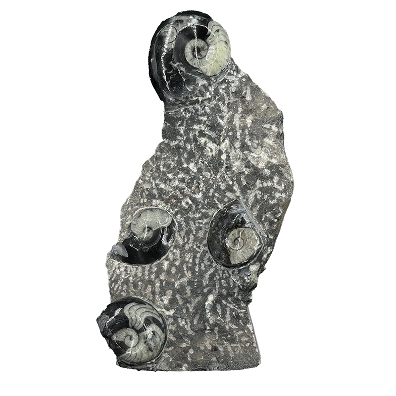 Statuette Goniatite - Pièce unique - 202507_33