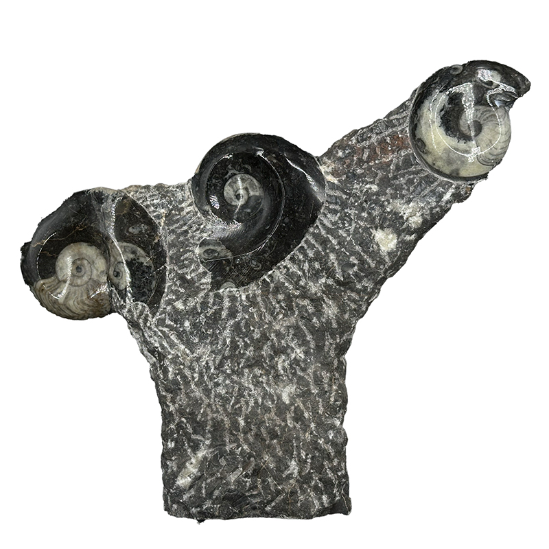 Statuette Goniatite - Pièce unique - 202507_34