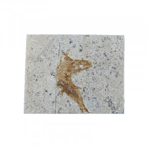 Poisson fossile - Pièce unique - 202507_39