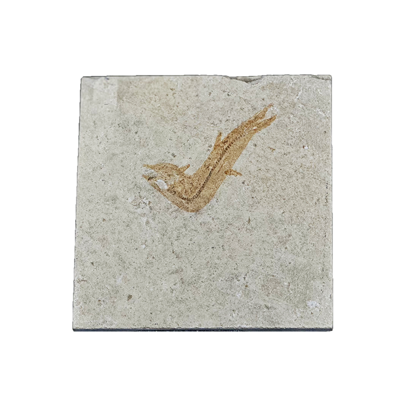 Poisson fossile - Pièce unique - 202507_44